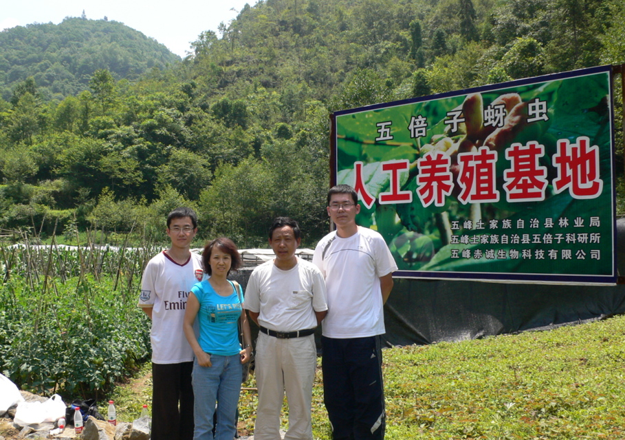 山西大学任竹梅教授（左二） 对五倍子树开展研究